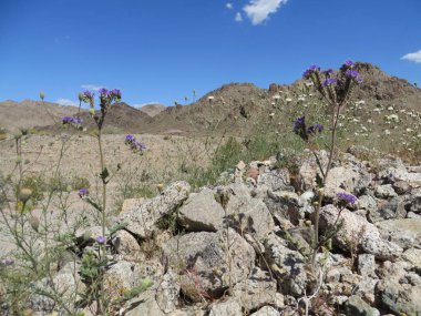 Manzaralı Vahşi Doğa, Arizona Çölü, Arid Rocky Bölgesi. Yüksek kalite fotoğraf