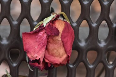 Park Bench 'te kurumuş kırmızı gül. Yüksek kalite fotoğraf