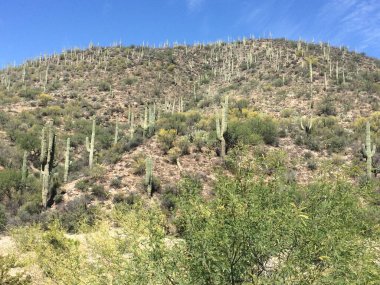 Arizona 'daki Hillside of Tall and Beautiful Natural Saguaro Cacti. Yüksek kalite fotoğraf