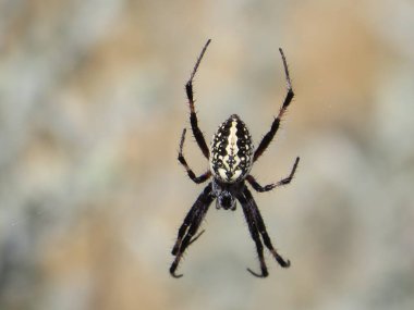 Western Spotted Orb Weaver Spider at the Great Salt Lake, Utah, USA. High quality photo clipart