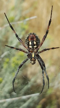 Western Spotted Orb Weaver Örümcek Portresi Büyük Salt Lake, Utah, ABD 'de. Yüksek kalite fotoğraf