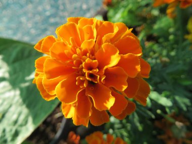 Arizona, Bloom 'da saksı turuncu çiçekli bir bahçe. Yüksek kalite fotoğraf