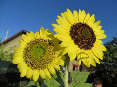 Arizona 'da büyüyen iki büyük ayçiçeği. Yüksek kalite fotoğraf