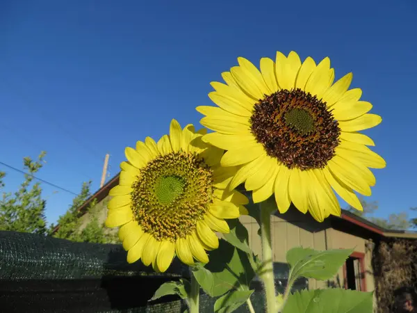 Arizona 'da büyüyen iki büyük ayçiçeği. Yüksek kalite fotoğraf