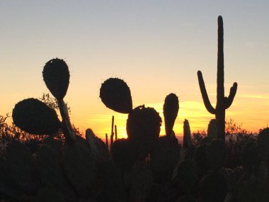 Sonoran Çölü 'nde günbatımı Apache Kavşağı, Arizona, doğu vadisi, Phoenix. Yüksek kalite fotoğraf