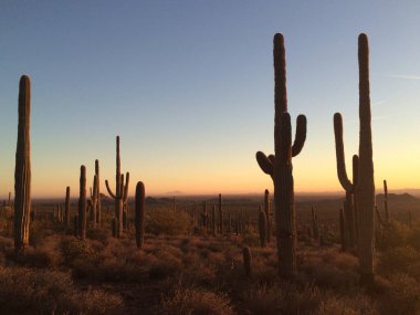 Sonoran Çölü 'nde günbatımı Apache Kavşağı, Arizona, doğu vadisi, Phoenix. Yüksek kalite fotoğraf