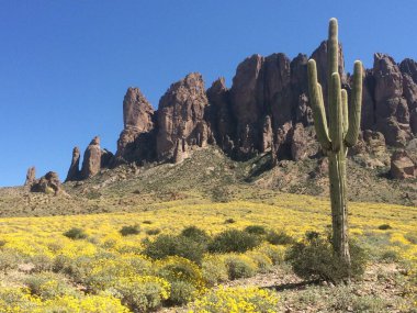 Saguaro Kaktüsü ve Sarı Yaban Çiçeği Çiçeği, Batıl inanç Dağları, Arizona. Yüksek kalite fotoğraf