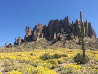 Saguaro Cactus amidst Yellow Flowers, Superstition Mountains, Arizona. High quality photo clipart