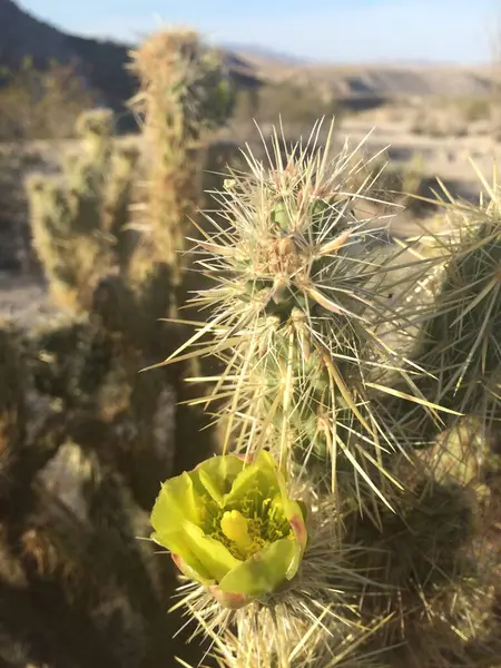 Cholla Çiçeği Yakın plan, Anza Borrego Eyalet Parkı 'nda yürüyüş. Yüksek kalite fotoğraf