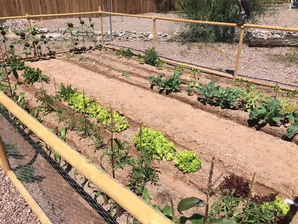 Apache Junction 'daki Sebze Bahçesi, Arizona Arka Bahçesi. Yüksek kalite fotoğraf