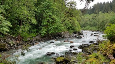 Seattle, Washington, Pacific Northwest yakınlarındaki Mountain Loop otoyolu boyunca akarsu. Yüksek kalite fotoğraf