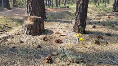 Payson, Arizona 'da kamp yaparken doğanın tadını çıkarıyorum. Yüksek kalite fotoğraf