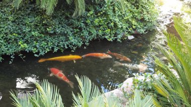 Las Vegas, Nevada 'da Lush Indoor Pond' da Renkli Koi Balığı yüzüyor. Yüksek kalite fotoğraf