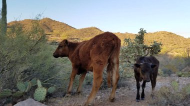 Cows on Desert Ranch Land in Arizona, Superstition Mountains. High quality photo clipart