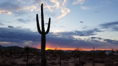 Saguaro Silhouette, Dramatik Arizona Çöl Günbatımı, Peyzaj. Yüksek kalite fotoğraf