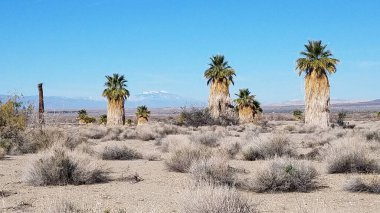 Vahşi Yaşam 'ın yaşayabileceği ıssız Palm Trees, Salton Denizi, California yakınlarında. Yüksek kalite fotoğraf
