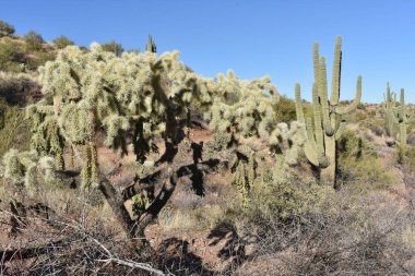 Phoenix, Arizona yakınlarındaki Sonoran Çöl Manzarası. Cholla ve Saguaro Kaktüsü, Mavi Gökyüzü. Yüksek kalite fotoğraf