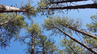 Payson, Arizona yakınlarındaki Ormandaki Ağaçlara, Uzun Çam Ağaçlarına bakıyorum. Yüksek kalite fotoğraf