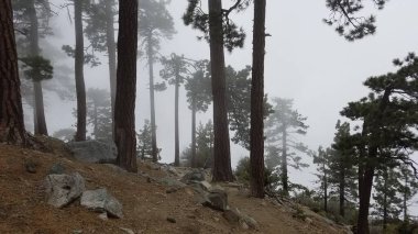 Sis Yürüyüş Patikası Ürkütücü Orman Dağı 'ndan geçiyor. Kel, California. Yüksek kalite fotoğraf