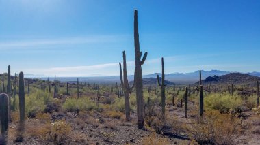 Arizona çölünde Saguaro Kaktüsü, Picacho Tepesi 'nde yürüyüş. Yüksek kalite fotoğraf