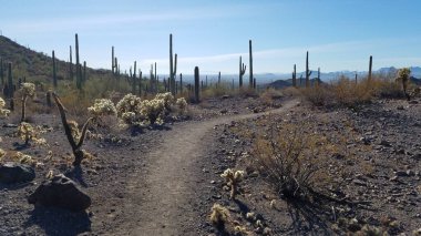 Picacho Tepesi, Arizona 'daki Saguaro Ormanı' nda yürüyüş patikası. Yüksek kalite fotoğraf