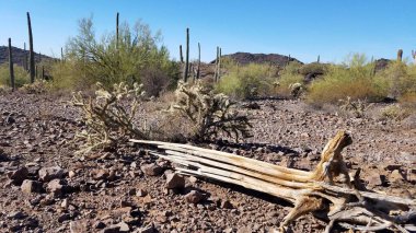Arizona çölünde yaşlı Saguaro Kaktüsü, Picacho Tepesi 'nde yürüyüş. Yüksek kalite fotoğraf