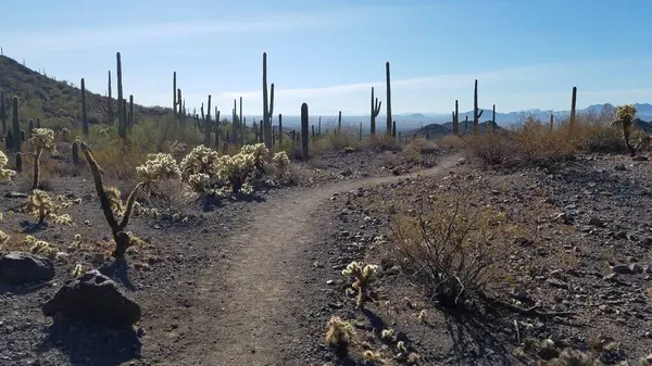 Picacho Tepesi, Arizona 'daki Saguaro Ormanı' nda yürüyüş patikası. Yüksek kalite fotoğraf