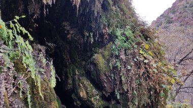 Tonto Doğal Köprü Parkı 'ndaki Yosun Mağarası. Yüksek kalite fotoğraf