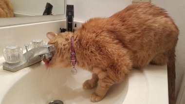 Tuvaletteki musluktan portakallı tekir kedi içme suyu. Yüksek kalite fotoğraf