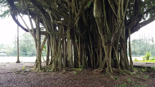 Hilo, Hawaii 'yi ziyaret ederken büyük bir Banyan Ağacı görüldü. Yüksek kalite fotoğraf