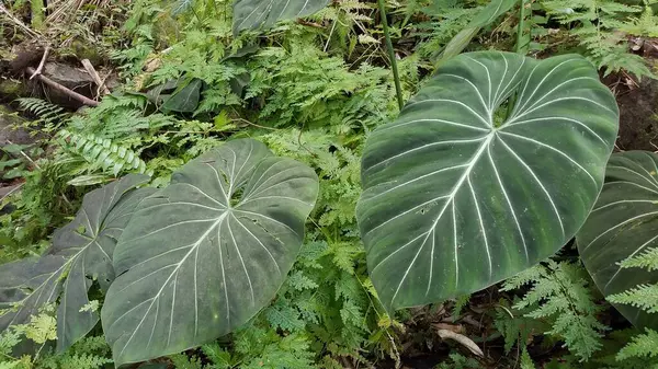 Koyu Yeşil Fil Kulak Bitkisi Hawaii Tropik Botanik Bahçelerinde Yapraklanıyor. Yüksek kalite fotoğraf