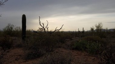 Batıl inanç Dağları 'nda karamsar bir gün, Broadway Patikası' ndan yürüyüş. Apaçi kavşağı, Arizona. Yüksek kalite fotoğraf