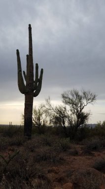 Batıl inanç Dağları 'nda karamsar bir gün, Broadway Patikası' ndan yürüyüş. Apaçi kavşağı, Arizona. Yüksek kalite fotoğraf