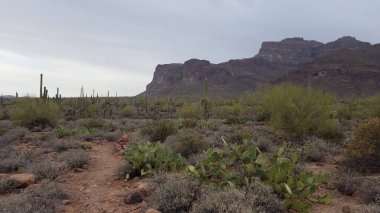 Batıl inanç Dağları 'nda karamsar bir gün, Broadway Patikası' ndan yürüyüş. Apaçi kavşağı, Arizona. Yüksek kalite fotoğraf
