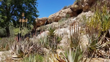 Boyce Thompson botanik bahçesindeki Desert Plants, Arizona, Superior 'da. Yüksek kalite fotoğraf
