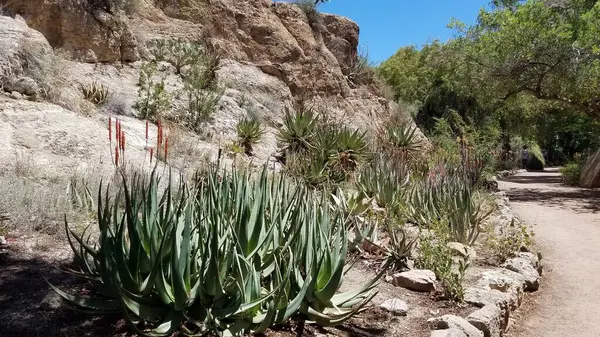 Boyce Thompson botanik bahçesindeki Desert Plants yakınlarında, Arizona, Superior. Yüksek kalite fotoğraf