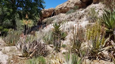 Boyce Thompson botanik bahçesindeki Desert Plants, Arizona, Superior 'da. Yüksek kalite fotoğraf