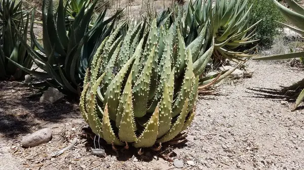Boyce Thompson botanik bahçesinde çöl bitkileri yetişiyor, Superior, Arizona. Yüksek kalite fotoğraf