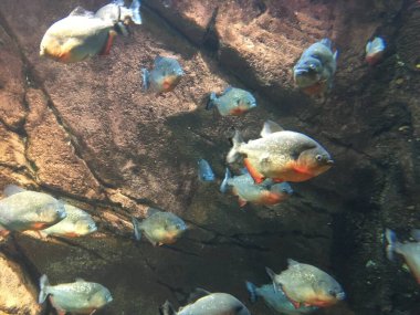 Georgia Akvaryumu 'ndaki bir okulda yüzen piranha balığı. Yüksek kalite fotoğraf