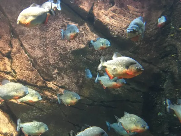 Georgia Akvaryumu 'ndaki bir okulda yüzen piranha balığı. Yüksek kalite fotoğraf