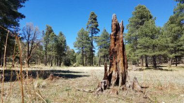 Apaçi Bölgesi Ulusal Ormanı 'ndaki Carr Gölü Patikası' nda yanmış ağaç kütüğü. Yüksek kalite fotoğraf