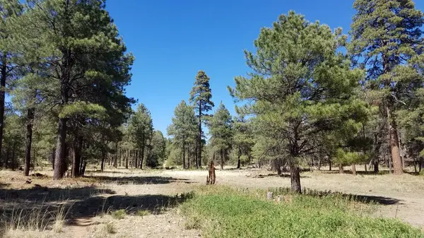 Apaçi Bölgesi Ulusal Ormanı 'ndaki Carr Gölü Patikası. Yüksek kalite fotoğraf