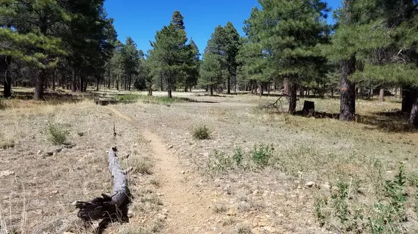 Apaçi Bölgesi Ulusal Ormanı 'ndaki Carr Gölü Patikası. Yüksek kalite fotoğraf