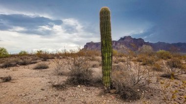 Genç Saguaro Kaktüsü, Batıl inançlı dağlarda karamsar bir gün. Yüksek kalite fotoğraf
