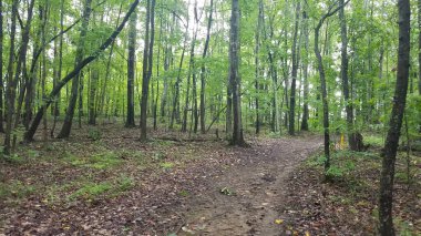 Kuzey Carolina, Kernersville 'deki Triad Park' taki ormanda yürüyüş parkı. Yüksek kalite fotoğraf