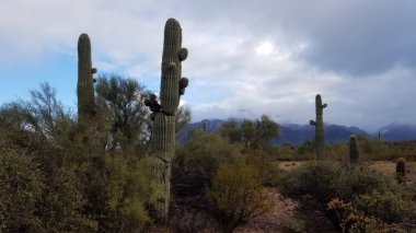 Arizona 'da bulutlu bir yeni yıl günü, Batıl inançların zirvesinde kar. Yüksek kalite fotoğraf