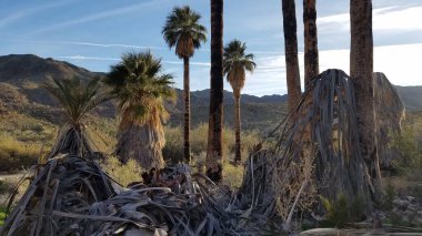 Palm Trees in Corn Spring Kampı, California Desert Oasis. Yüksek kalite fotoğraf