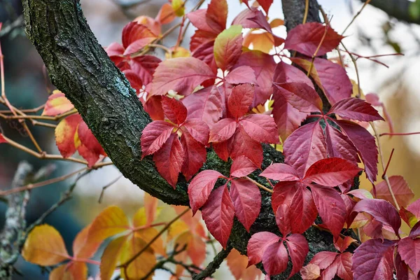 Parthenocissus Quinquefolia Herbstlichen Farben Erklimmt Einen Baumstamm Rote Und Gelbe — Stockfoto