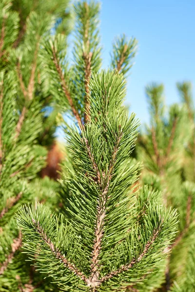 Detailní Záběr Větví Pinus Mugo Turra Proti Modré Obloze Zelená — Stock fotografie