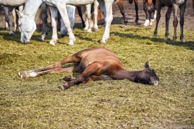Close-up of a cute brown foal sleeping on the cut grass. Molting foal resting in the herd on a summer sunny day